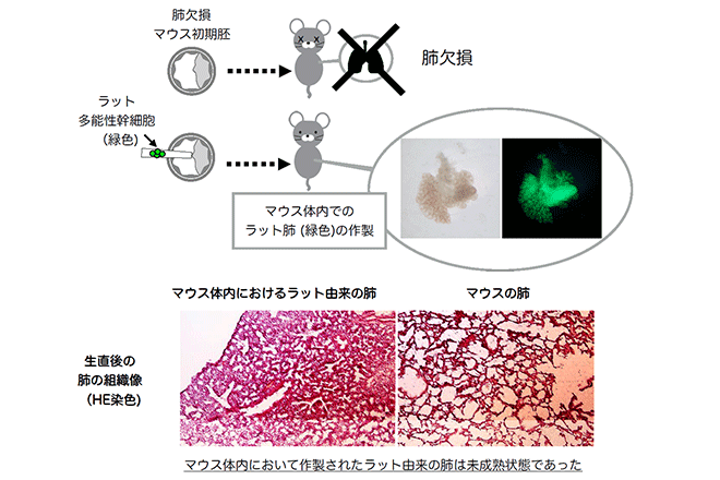 マウス体内でラットの肺を持つキメラ動物の作製に世界で初めて成功<br />
～異種動物の体内で多能性幹細胞由来の肺を作製へ～<br />
移植医療への貢献に期待