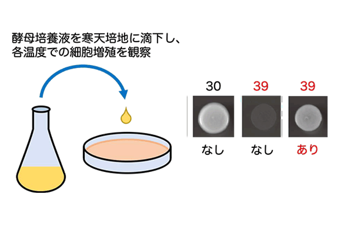 酵母が限界を超える高温環境で自らの増殖を抑制していることを発見 関連する因子の遺伝子を突き止めた<br />
～エタノール生産の冷却コスト削減など発酵技術への応用展開に期待～