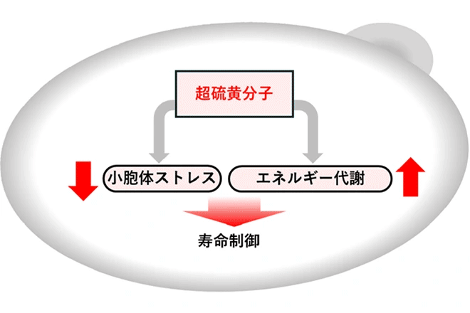 「超硫黄分子」の寿命延長効果を発見<br />
～新たなサプリメントや健康法の開発に期待～