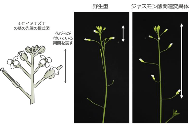 花が散りゆく仕組みを遺伝子から解明<br />
〜オートファジーにより、古い花びらの根本を狙い撃ちして除去していた〜<br />
作物や花卉の落花時期の調節も可能に