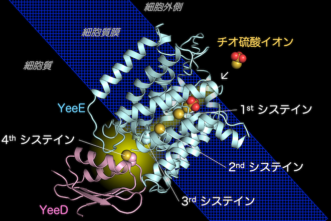 細菌のチオ硫酸イオン取り込みに関わるYeeE/YeeD複合体の詳細構造とチオ硫酸イオン分解酵素YeeDの特殊な反応機構の解明<br />
