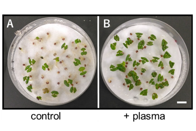 常温大気圧プラズマ照射によって、アブラナ科植物種子の発芽率を向上<br />
〜農業現場での応用に期待〜