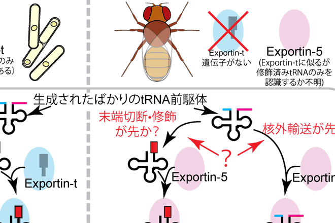 遺伝情報の伝達役のRNA 分子を認識する新たな機構を発見<br />
tRNA の前駆体が成熟する前に核外輸送因子により運び出されていた<br />
～高等動物の生命を維持する機構の進化の理解に貢献～