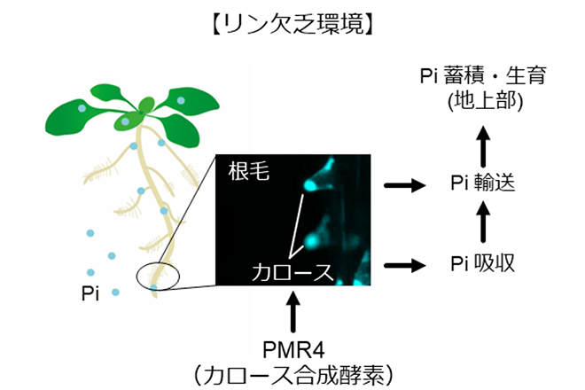 植物は葉の病原菌感染を防ぐ細胞壁強化酵素を根で栄養獲得にも活用していた必須元素のリンの吸収力を向上<br />
植物の免疫制御因子の新たな働きを発見