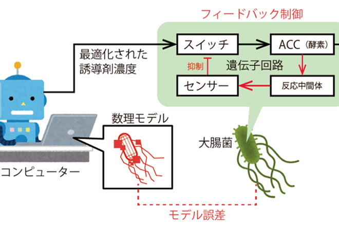 数理モデルの誤差を細胞内のセンサー分子を使って補正する、<br />
コンピューターと細胞が協力するハイブリッドなバイオプロセス制御システムを開発<br />
～医薬品、食品、化学材料などの有用物質生産への応用に期待～