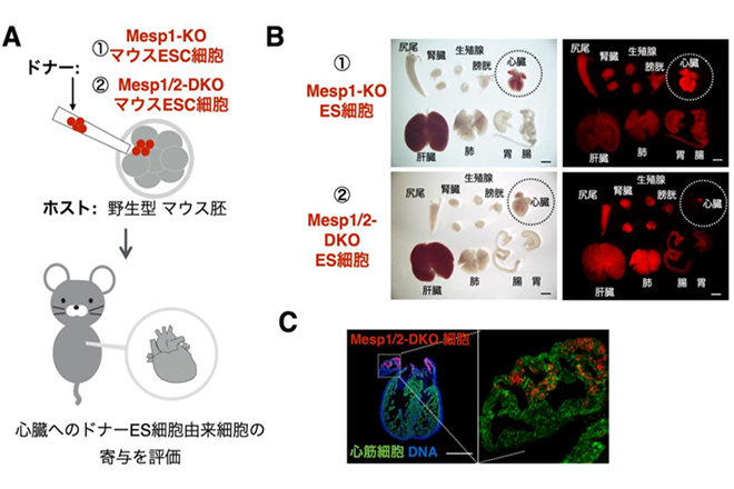 マウス体内でラットの心臓を持つキメラ動物の作製に成功<br />
～再生臓器の移植医療への応用に新たな道拓く～
