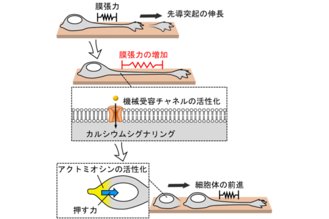 神経細胞が脳内を移動するための新しい仕組みを解明<br />
～細胞は自分のかたちの変化に応えて移動の推進力を生み出す～<br />
脳疾患の原因解明や神経再生医療への応用に期待