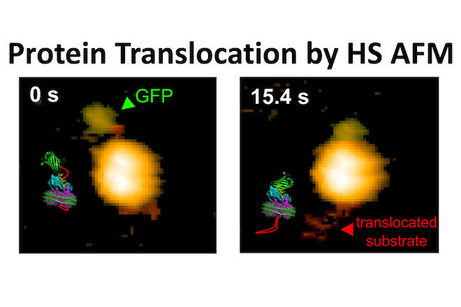 タンパク質分子が細胞膜を通り抜ける過程の可視化に成功<br />
〜ナノスケールの生命活動の動的な分子メカニズムの解明に新たな道拓く〜<br />
