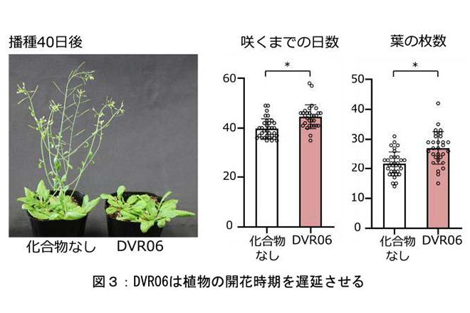 花を咲かせる時期を遅延させる新規低分子化合物を発見<br />
春化に関わる遺伝子の脱抑制の機構を解明<br />
～植物の成長タイミングを自在に操作し、環境の変化に耐える作物を得る技術開発へ～