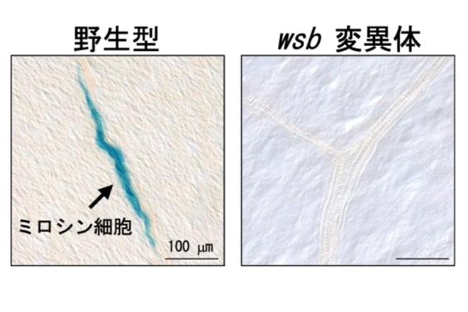 アブラナ目の生体防御を担う細胞の形成に気孔形成因子が転用されていた<br />
～植物の特殊な機能を持つ細胞への進化の謎解明へ～<br />
野菜の味の改変や二酸化炭素吸収能を高めた作物の開発に期待<br />
