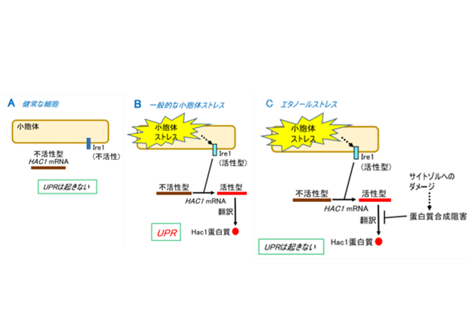 細胞内小器官の小胞体のストレス緩和に連動する新たな仕組み発見
異常タンパク質の蓄積に対する応答が、タンパク質の合成能を抑えると無くなった
～糖尿病など小胞体ストレス関連の病因解明に期待～