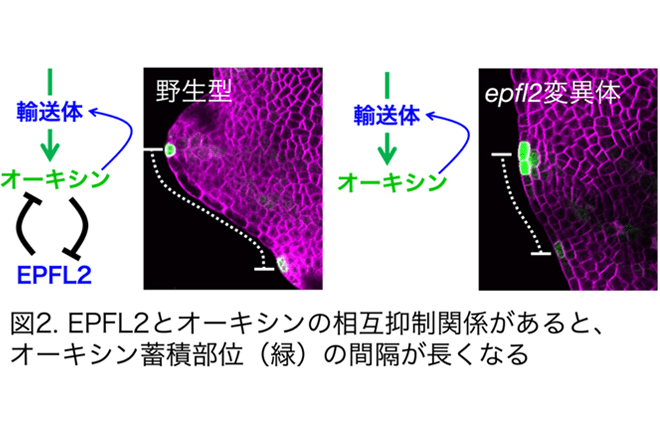 植物の形態にひそむ周期性を変調させる仕組みを発見<br />
魅力的な花き類の創出に期待<br />
