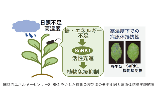 栄養不⾜が植物の病害抵抗性を弱める原因を解明<br />
〜異常気象下での作物収量増産への貢献に期待〜