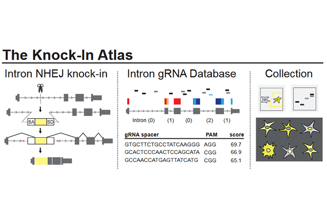 遺伝子発現を調節する「RNA 結合タンパク質」のデータベースを公開<br />
異常な局在など効率的に網羅解析し、関連疾患の原因解明に期待<br />
