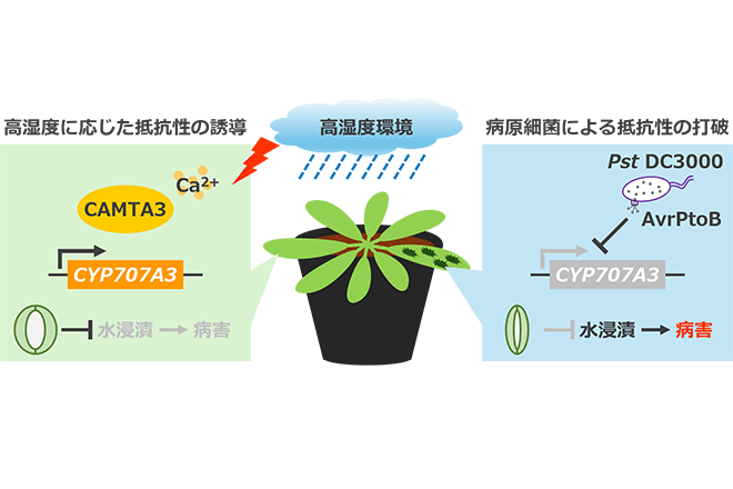 高湿度下での葉内の水集積をめぐる植物と病原細菌の攻防を解明<br />
気孔を開いて水を排出させる酵素の遺伝子発現が標的だった<br />
～気候変動時代の病害防除への貢献に期待～
