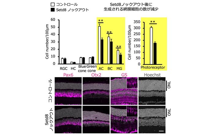 網膜形成を担う網膜前駆細胞の分化・再生機能を長く維持するための因子を特定<br />
クロマチンの構造変化を制御する酵素が、遺伝子発現を安定化していた<br />
～網膜再生研究への応用に～