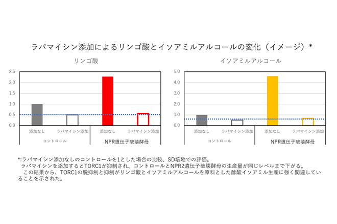 奈良先端科学技術大学院大学と月桂冠が共同研究
酵母の成長スイッチ「TORC1」が
清酒の香味に与える影響を解明（第二報）
―TORC1 の脱抑制が吟醸香とリンゴ酸の増加に寄与—