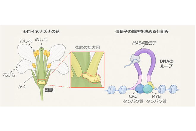 花が蜜を作る器官「蜜腺」を育てる仕組みを解明
～DNA が輪をつくり、成⻑を促す～