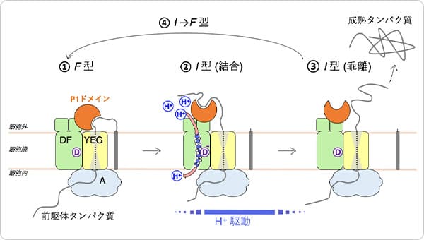 図3 SecDFによるタンパク質牽引モデル